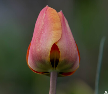 Tulp oranje en rood
