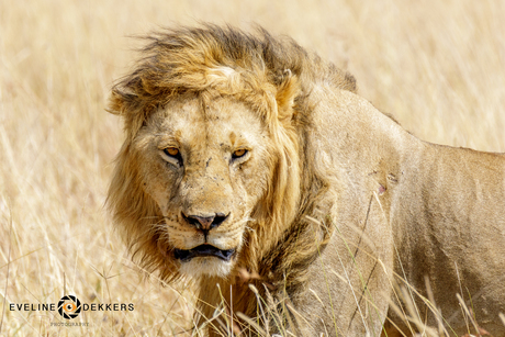 Mannetjesleeuw in Masai Mara