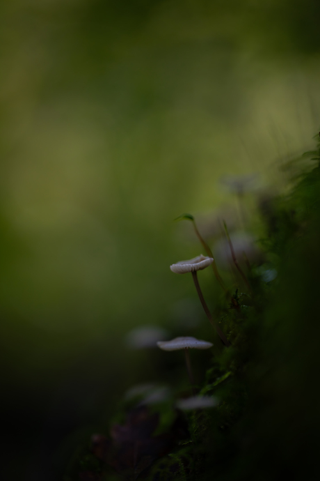 Fairy's bench