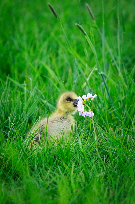 Lief 2