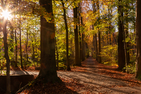 Kleuren in het bos