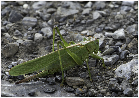 Groene sabelsprinkhaan