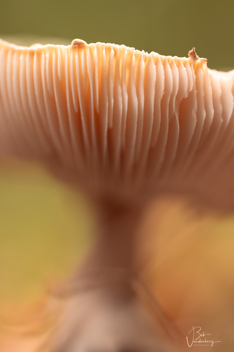 In detail van de paddenstoelen 