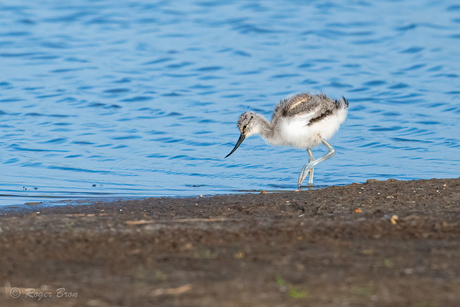 Kluut (juveniel)