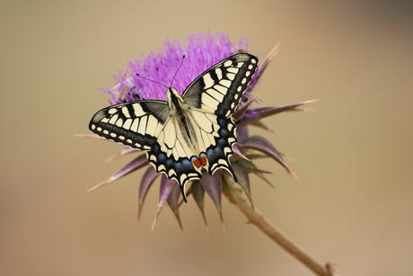 vlinder