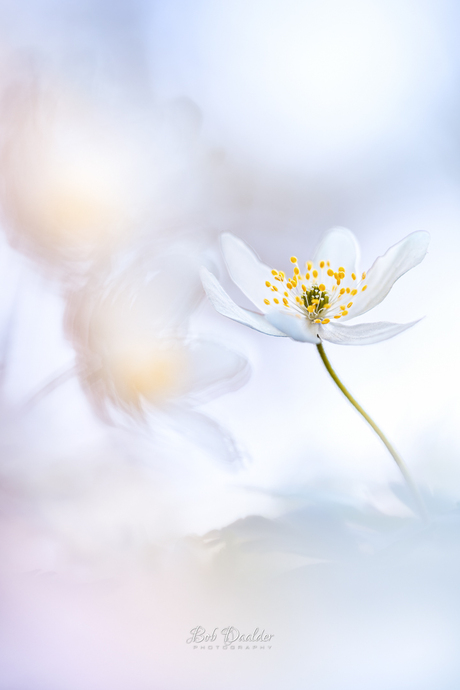 Genieten van Bosanemonen