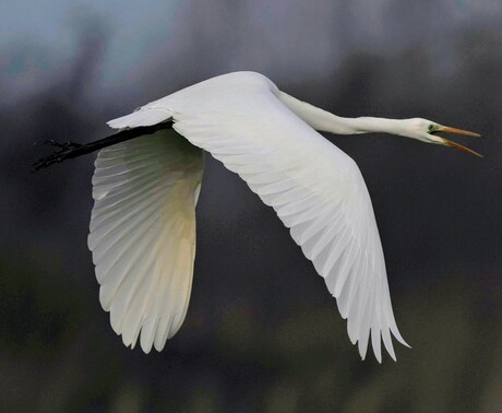 Witte reiger