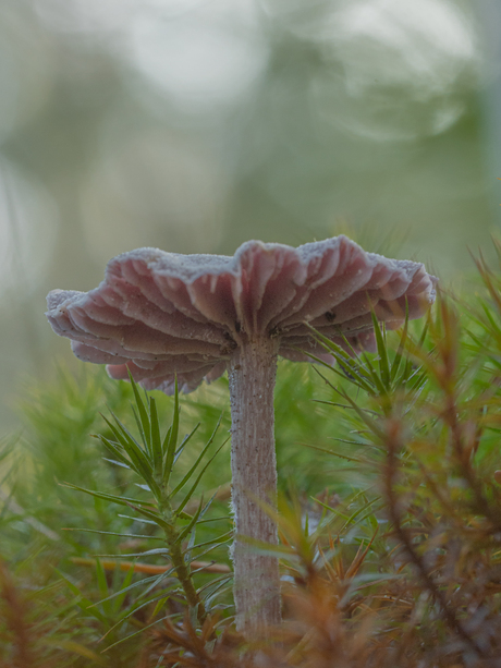 Roze paddenstoel