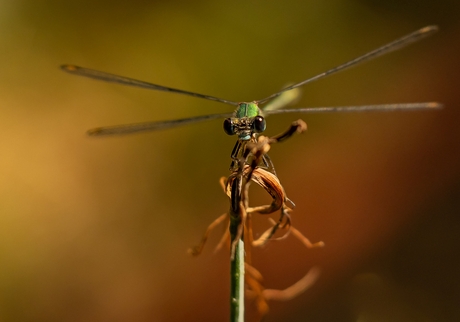 Wie kijkt wie nu aan?