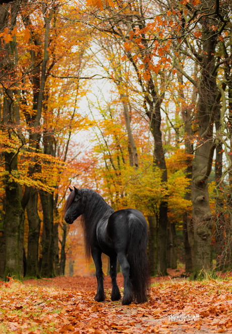 Fries paard in de herfst