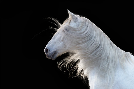 Manes in graceful motion