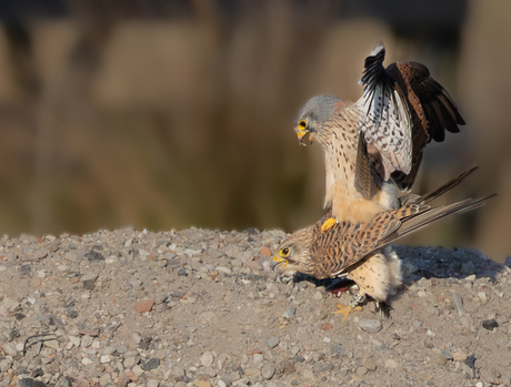 en dat tijdens het avondeten