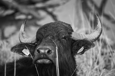 Waterbuffel in de biesbosch
