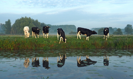 koeien bij waterkant