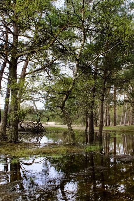 Plassen in Leersum