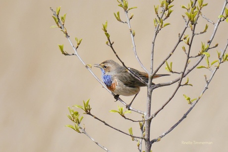 Blauwborst 