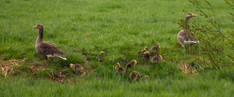Ganzenkuikens met die lastige lens deel 2 