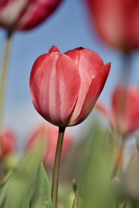 Omdat ze zo mooi zijn. 