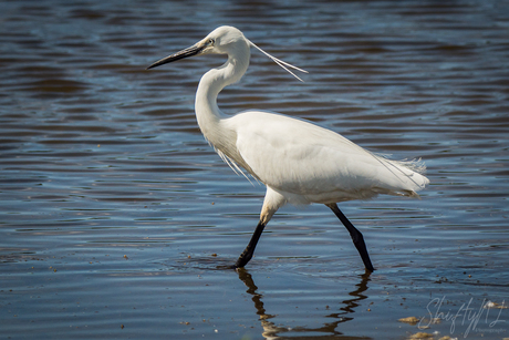 Little Egret