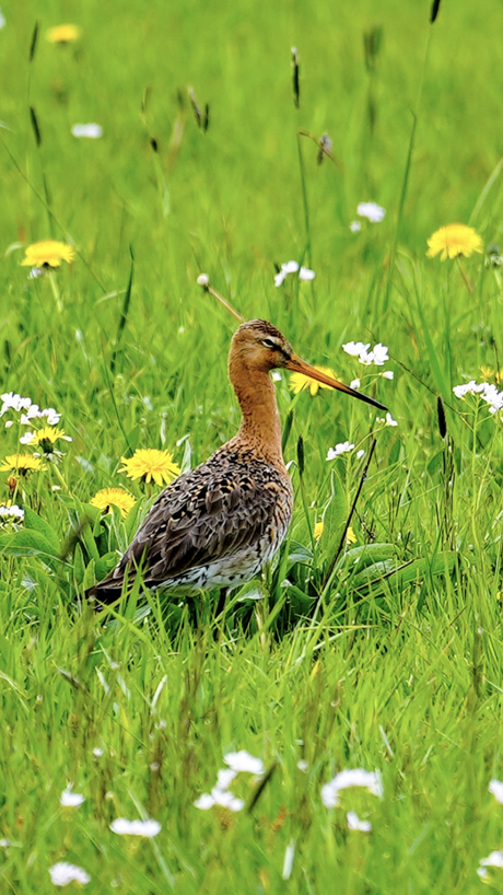 Grutto tussen de bloemetjes 