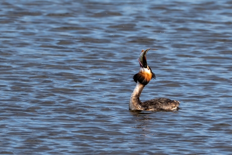 Als je ogen groter zijn dan je buik...