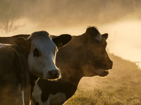 Koetjes in de mist