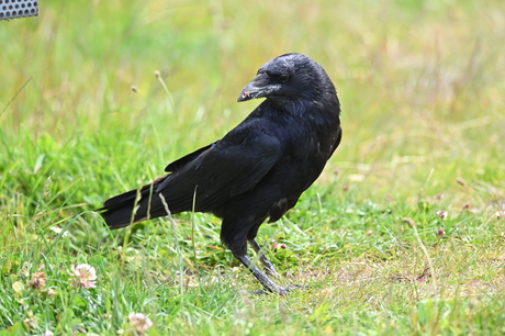 Crow