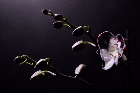 ...... orchidee.....