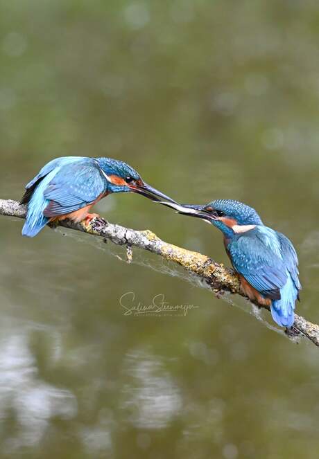 Ijsvogels 💙