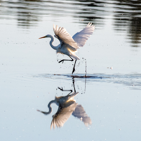 Dansen op het water