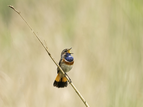 Blauwborst