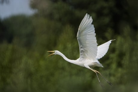 Zilverreiger in de vlucht