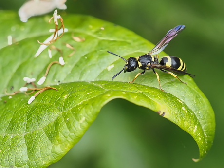 Gelijkbandige muurwesp