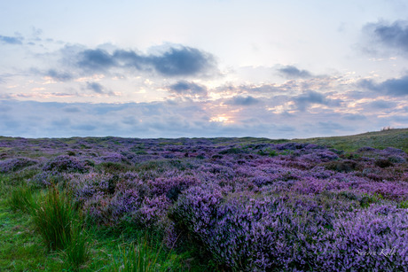 Bloeiende heide