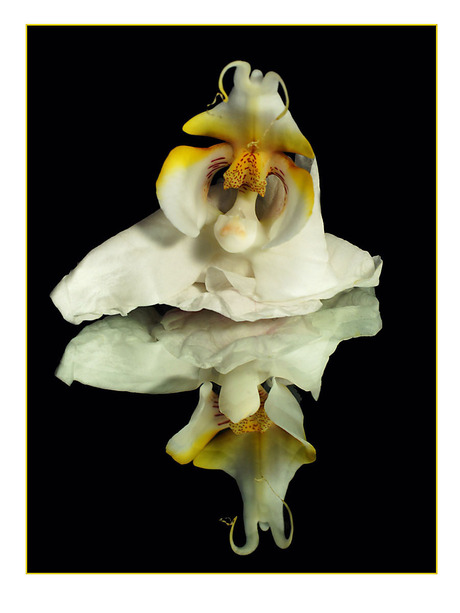 de orchidee..................................