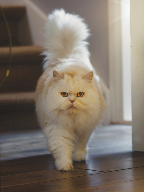 Kat