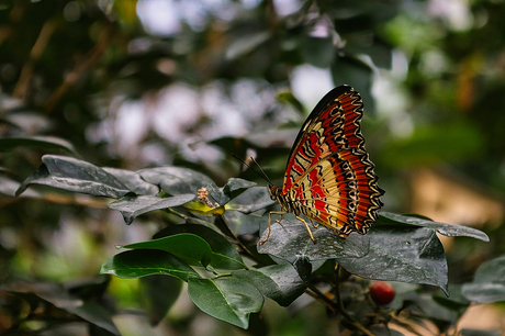 Rode Kantvlinder (Zijaanzicht)