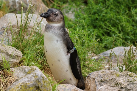 Zwartvoetpinguïn