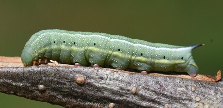 Rups Kolibrievlinder.