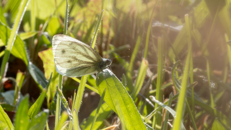 Vlinder in het gras