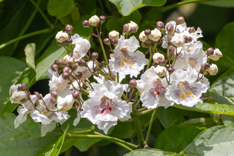 Catalpa (Trompetboom)