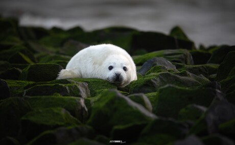 Zeehonden pup.