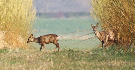 2 reeën in een wilgenakker