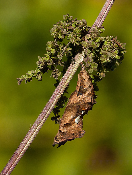 Pop gehakkelde aurelia
