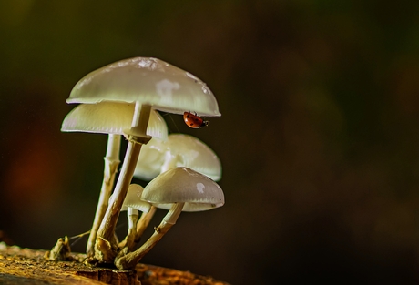 Porseleinzwammen met een gast