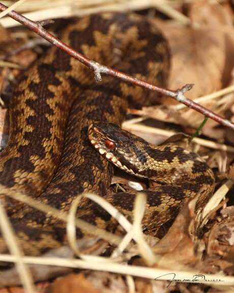 Adder