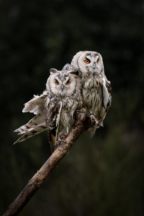 Gevleugelde vrienden...