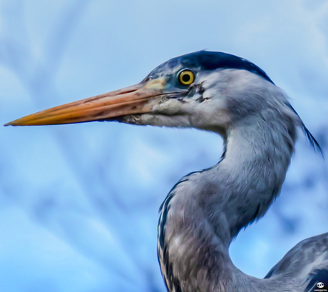 Reiger