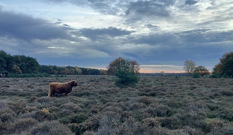 Wandeling einde van de dag op de hei