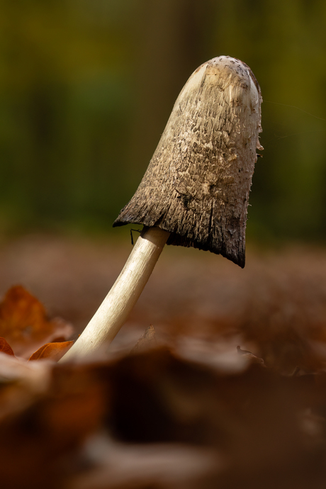 geschubte inktzwam 2